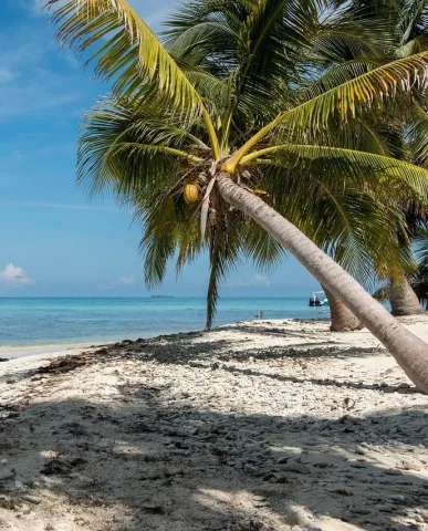palm_trees-beach