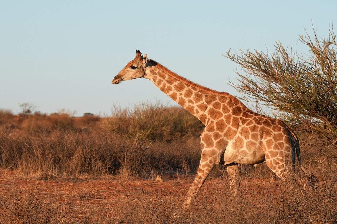 giraffe
