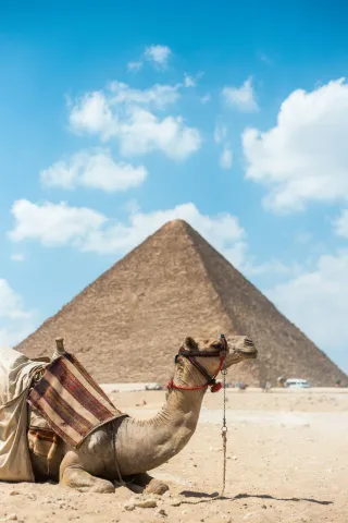 camel_infront_of_pyramid