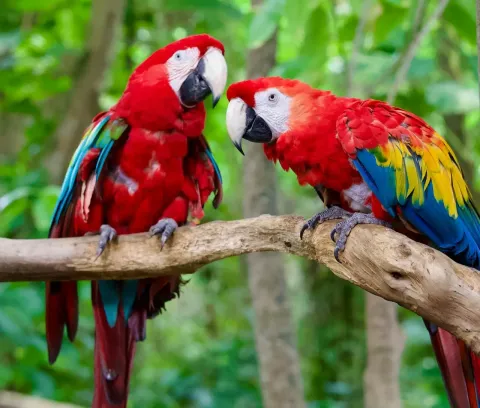 macaws