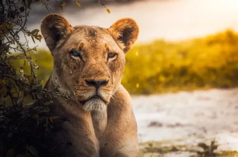 Lioness_infront_of_lake