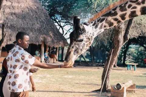 man_feeding_giraffe