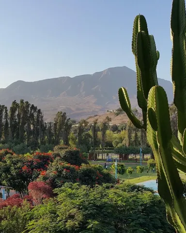 peru_cactus_mountain_view