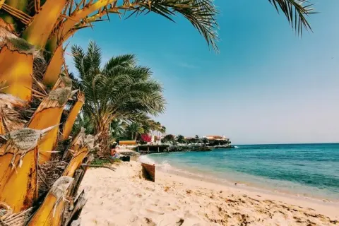 seaside_palmtree