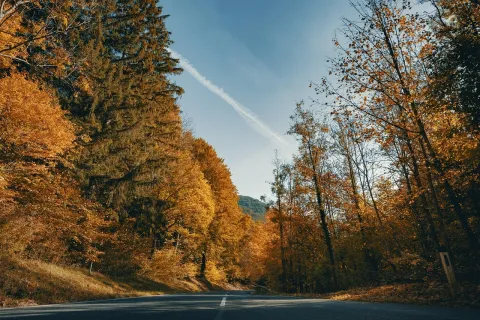 road_between_forest