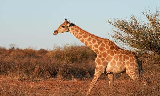 giraffe