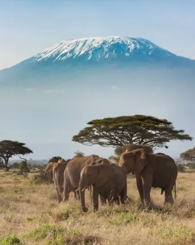 Plains of Africa at Mt. Kilimanjaro