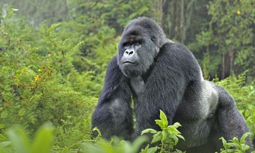 uganda_gorilla
