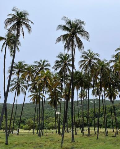 palm_trees
