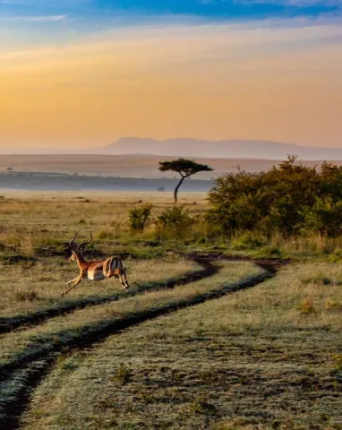 kenya_antelope