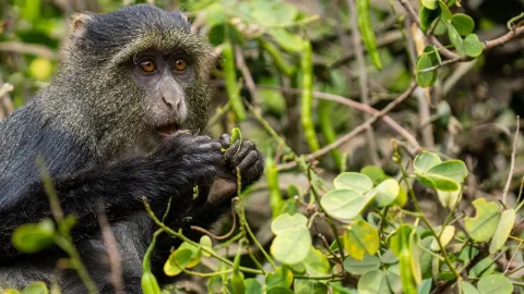 monkey_in_the_wild